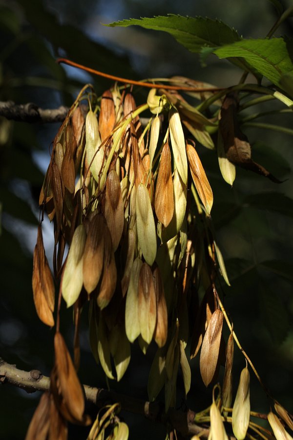 Image of Fraxinus excelsior specimen.