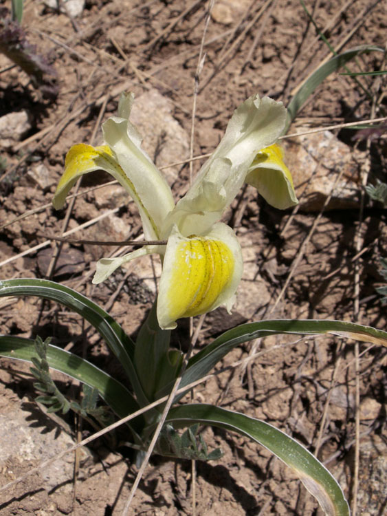 Изображение особи Juno linifolia.