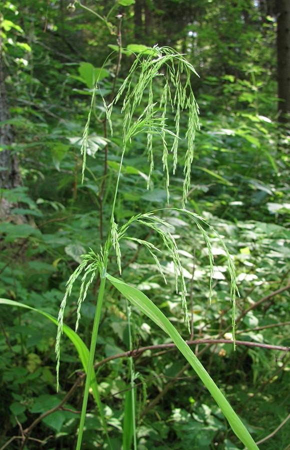 Изображение особи Cinna latifolia.