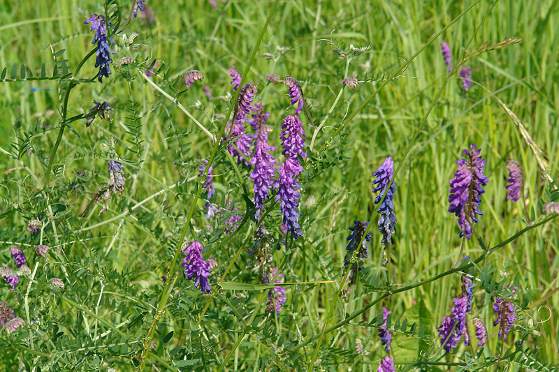 Image of Vicia cracca specimen.