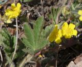 Potentilla patula. Лист, цветки и бутон. Крым, Чатырдаг, нижнее плато, петрофитная луговая степь. 06.05.2010.