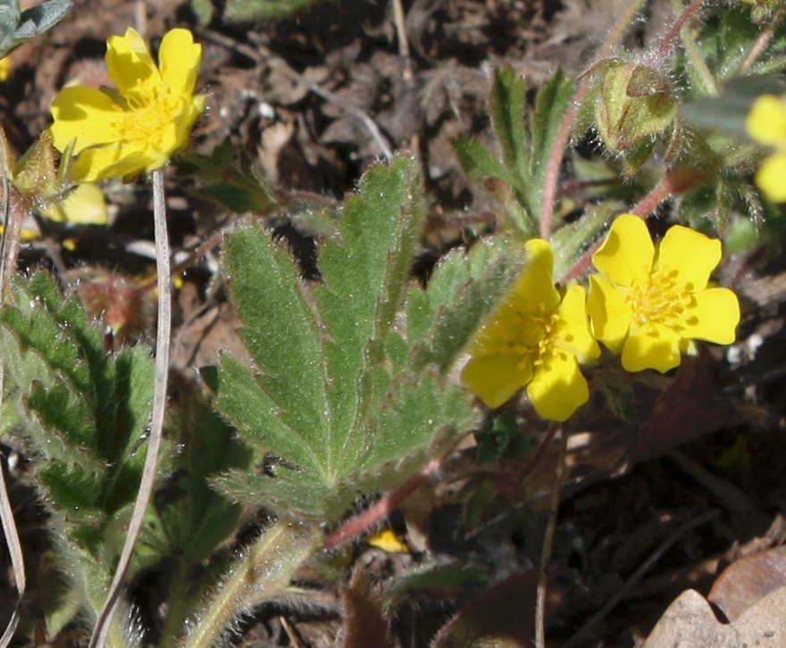 Изображение особи Potentilla depressa.