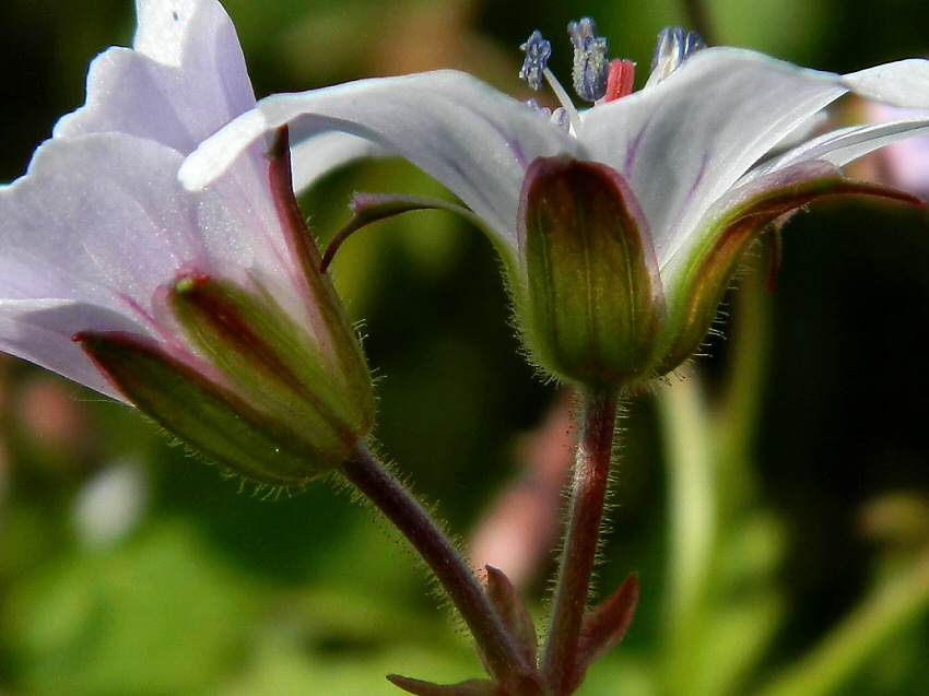 Изображение особи Geranium krylovii.