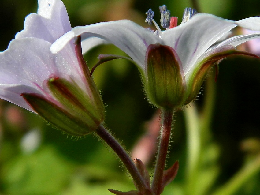 Image of Geranium krylovii specimen.