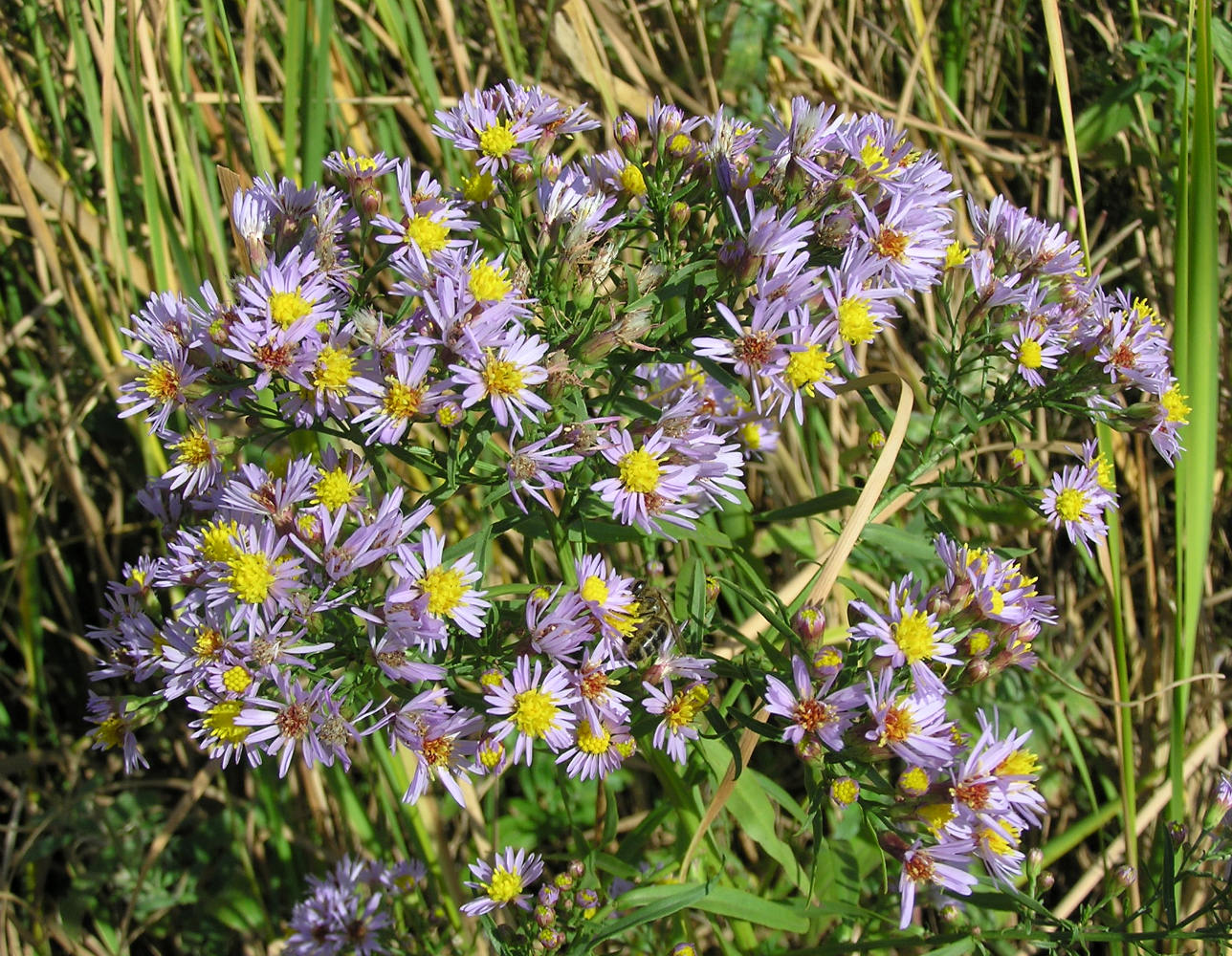 Image of Tripolium pannonicum specimen.
