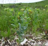 Cerinthe minor