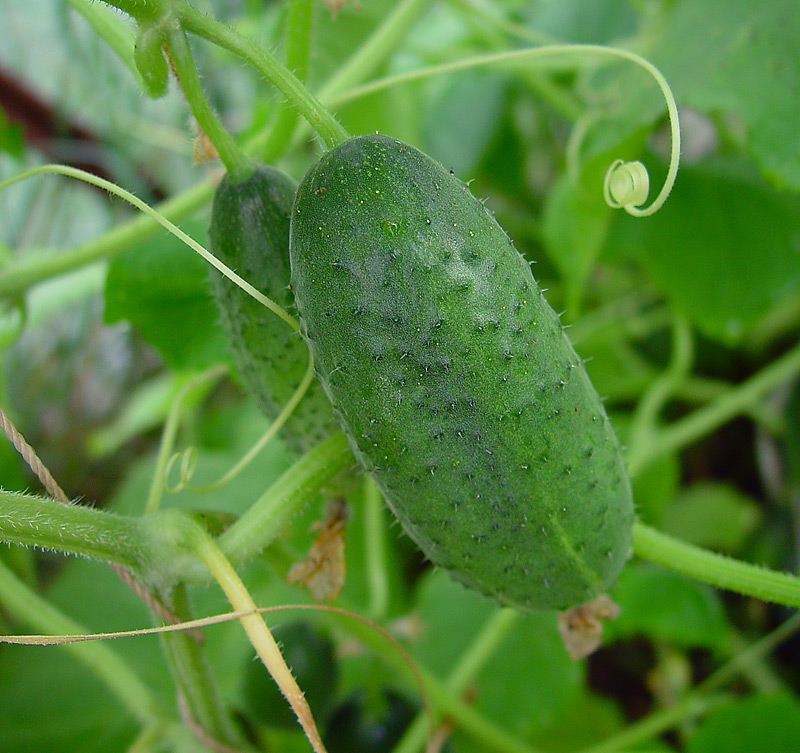 Изображение особи Cucumis sativus.