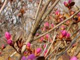 Rhododendron sichotense