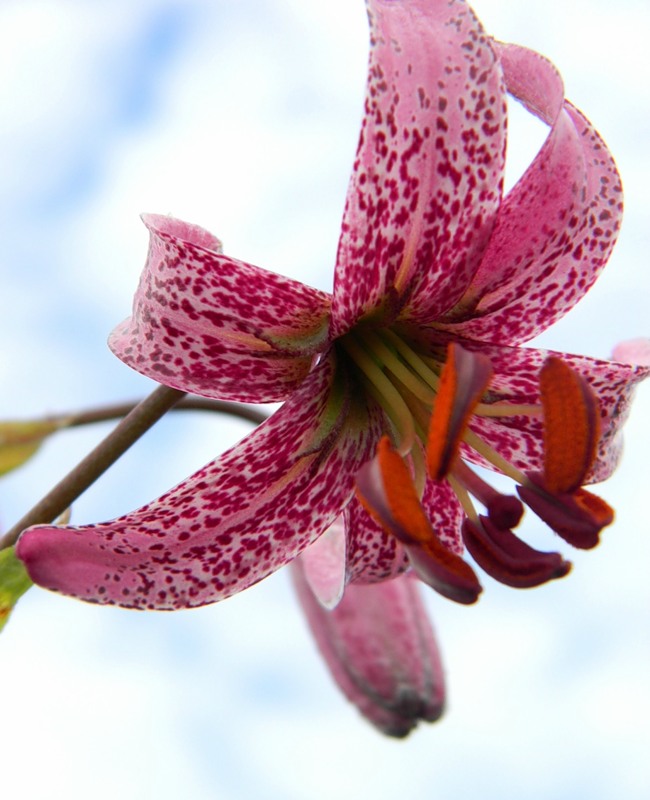 Image of Lilium pilosiusculum specimen.