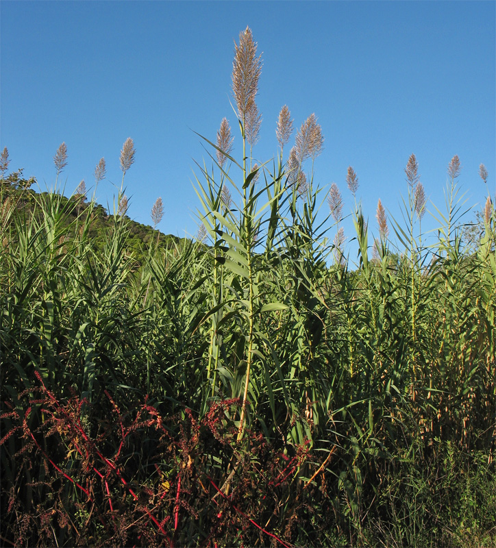 Изображение особи Arundo donax.