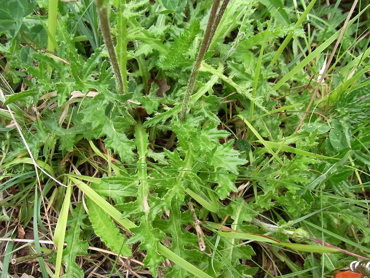 Image of familia Asteraceae specimen.