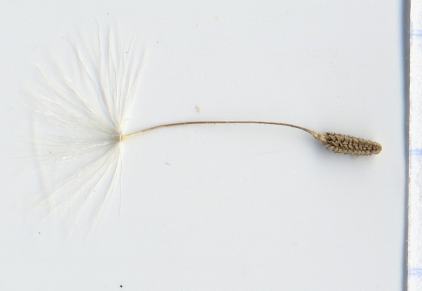 Image of Taraxacum karatavicum specimen.