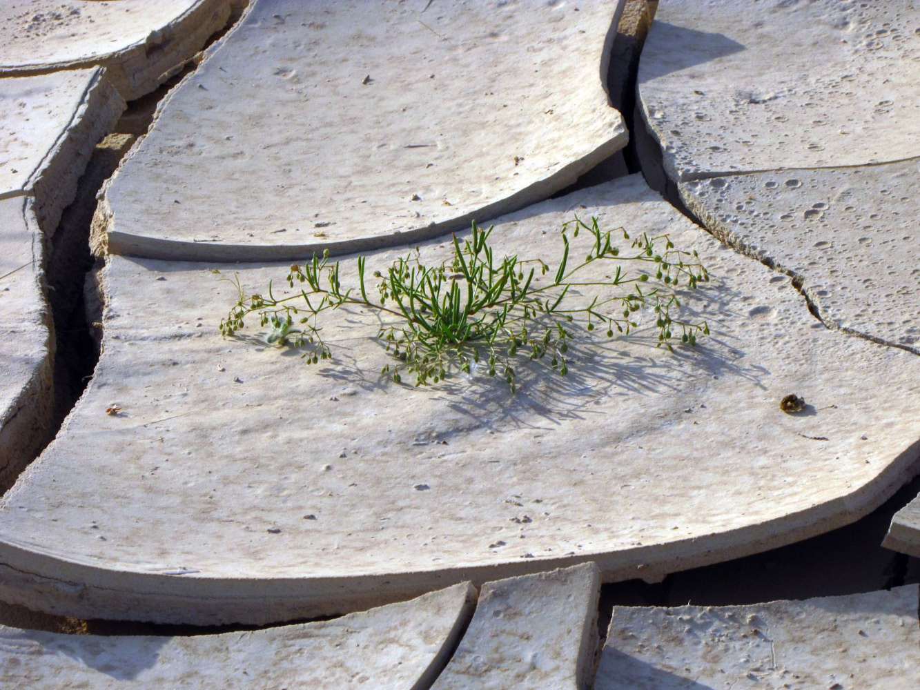 Image of Spergularia diandra specimen.