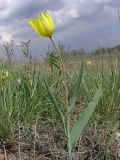 Tulipa suaveolens