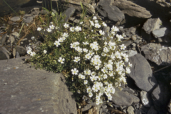 Image of Cerastium regelii specimen.