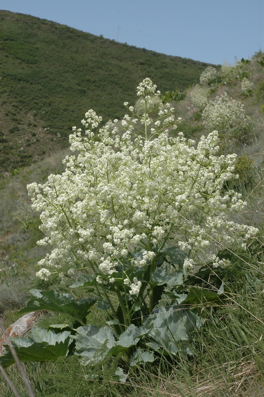 Image of Crambe kotschyana specimen.