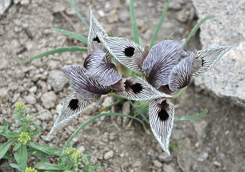 Image of Iris helena specimen.