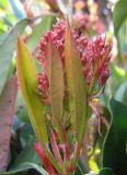 Photinia serratifolia