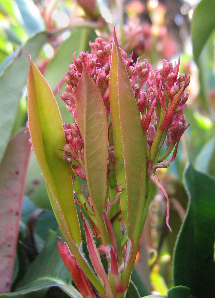 Image of Photinia serratifolia specimen.