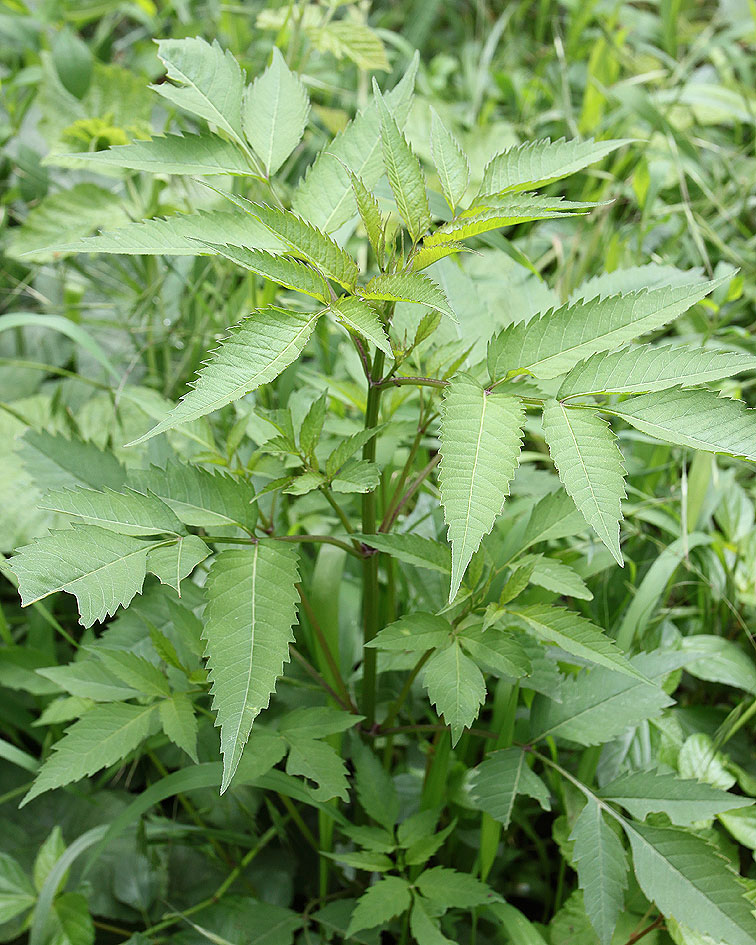 Image of genus Bidens specimen.