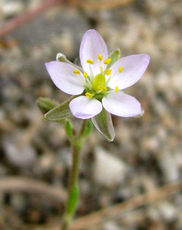 Image of Spergularia media specimen.