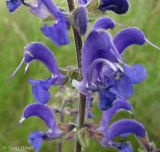 Salvia pratensis. Средняя часть соцветия. Украина, Черкасская обл., Каневский р-н, региональный ландшафтный парк \"Трахтемиров\", участок восстановленной степи (завезено из Сумской обл.). 26 мая 2012 г.