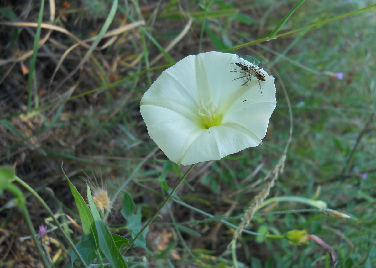 Изображение особи Convolvulus scammonia.