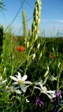 Ornithogalum hajastanum