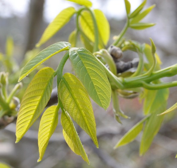 Image of Juglans regia specimen.