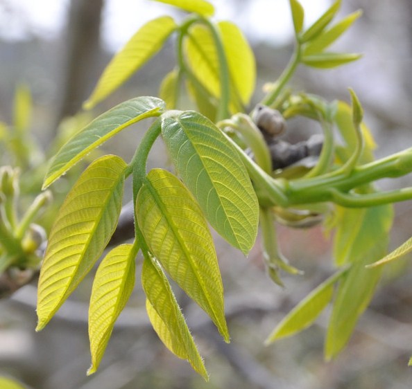 Изображение особи Juglans regia.