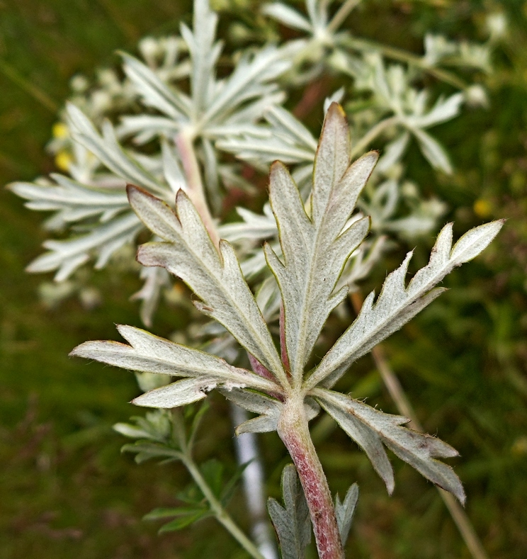 Image of Potentilla argentea specimen.