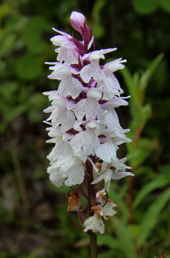 Изображение особи Dactylorhiza maculata.