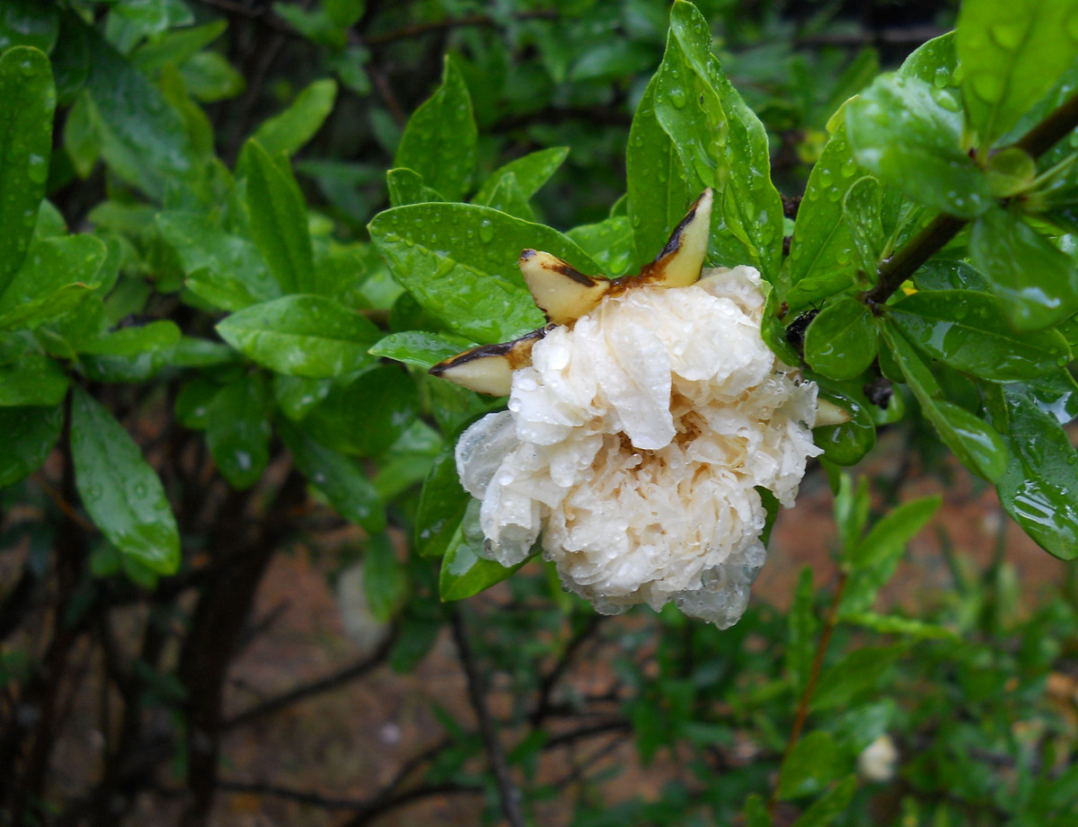 Image of Punica granatum specimen.