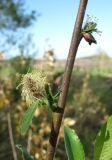 Salix myrsinifolia