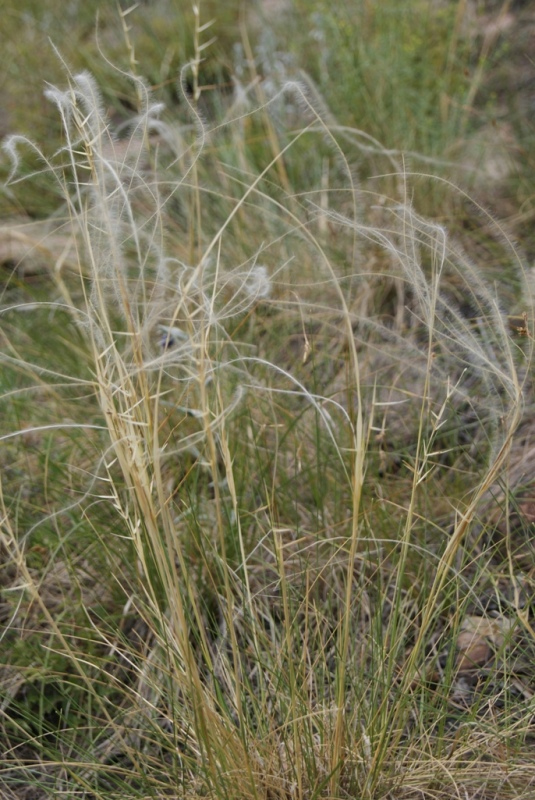 Image of Stipa pennata specimen.