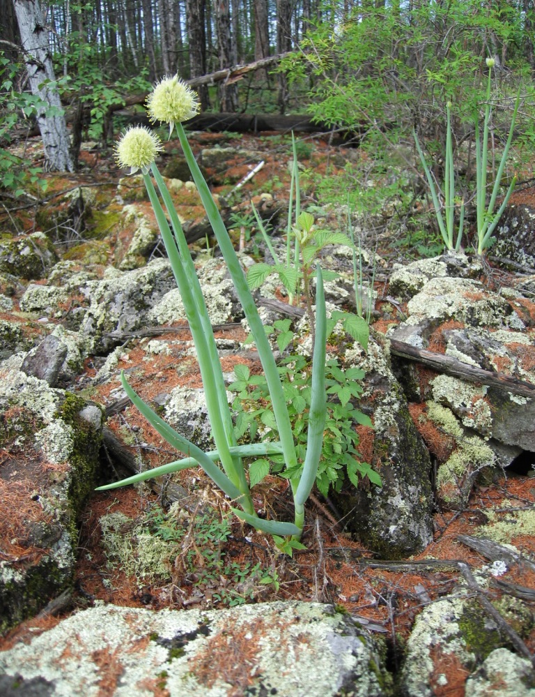 Image of Allium altaicum specimen.