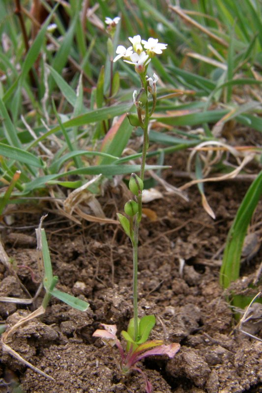 Изображение особи Calepina irregularis.