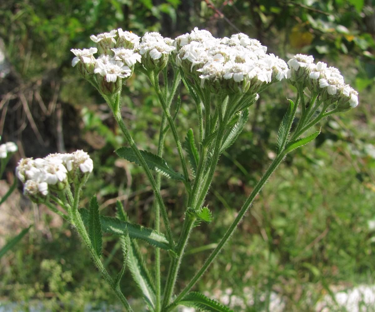 Image of Achillea alpina specimen.