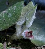 Asarum europaeum