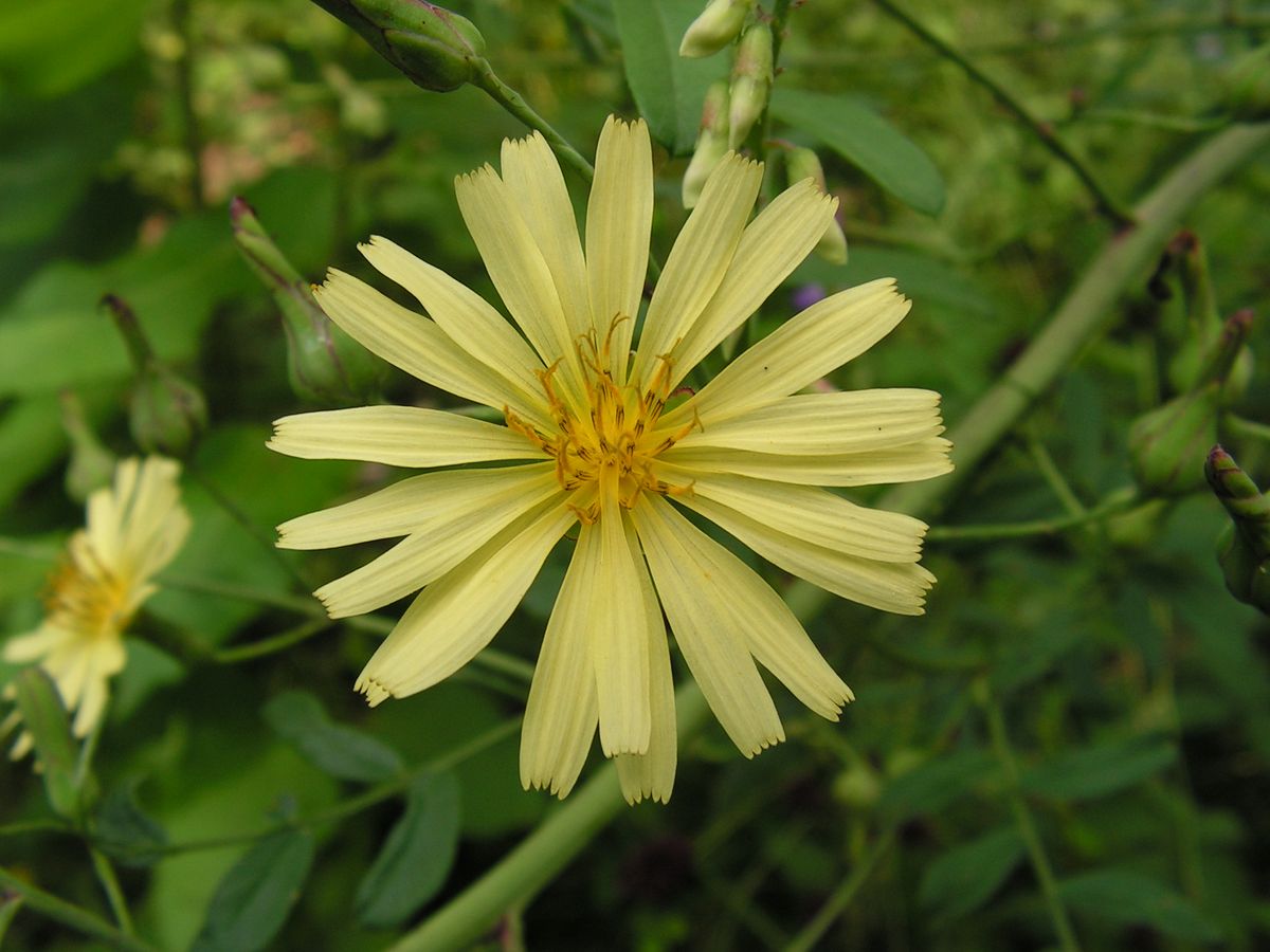 Изображение особи Lactuca indica.