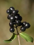 Ligustrum vulgare