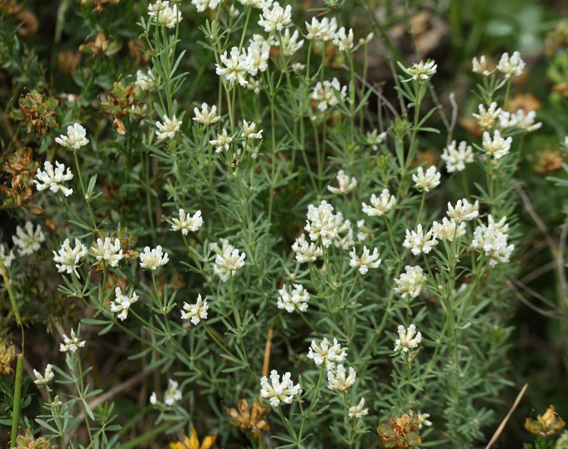 Image of Dorycnium pentaphyllum specimen.