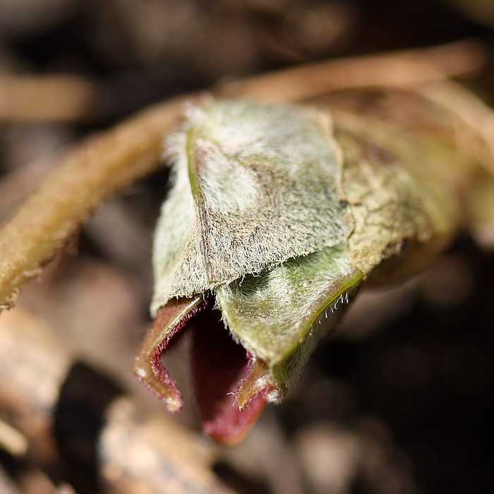 Image of Asarum europaeum specimen.