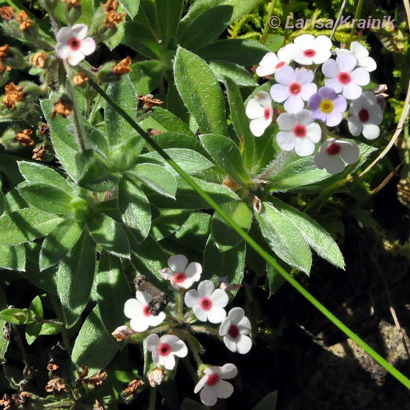 Image of genus Androsace specimen.