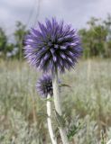 Echinops ruthenicus