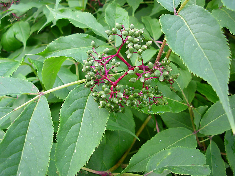 Image of Sambucus racemosa specimen.