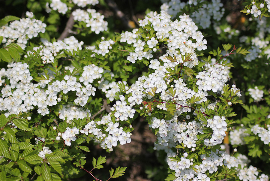 Image of Crataegus monogyna specimen.