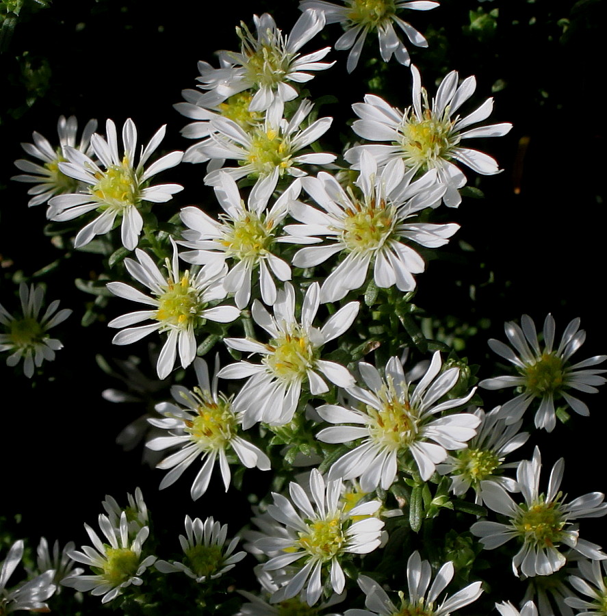 Изображение особи Symphyotrichum ericoides.