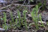 Lycopodium annotinum