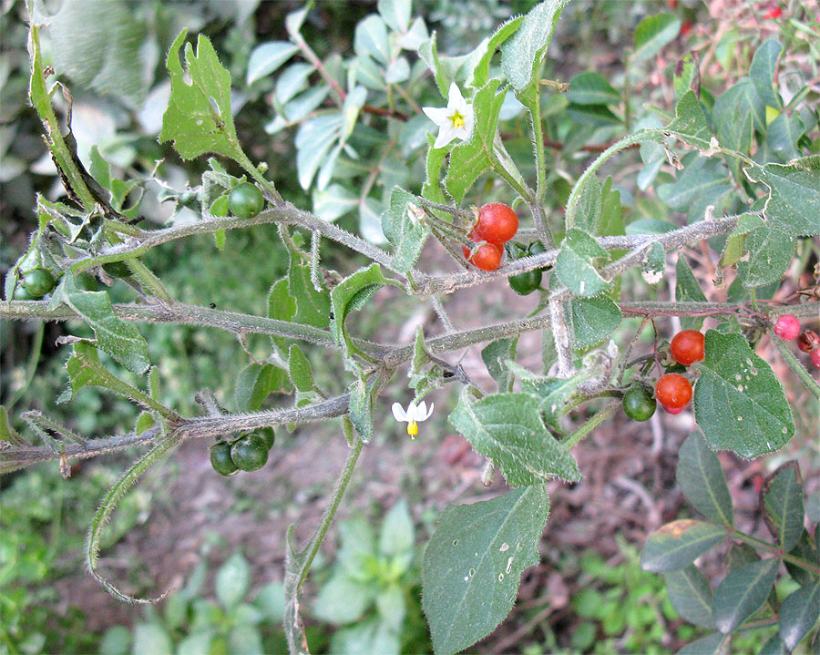 Изображение особи Solanum villosum.